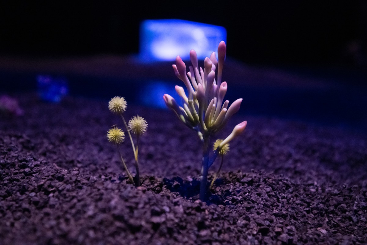 Eine mysteriöse Pflanze in violettem Licht