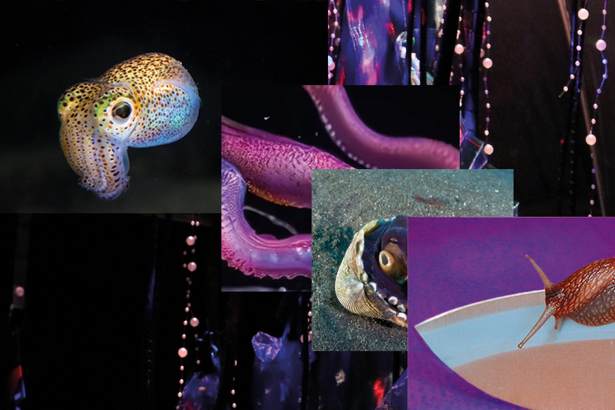 Eine digitale Bildcollage aus Oktopoden, Schnecken und anderen Weichtieren